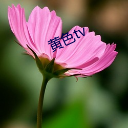 黄(huáng)色tv