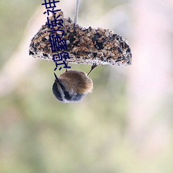 鴻蒙煉神道