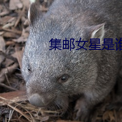 集(j)邮女星(xīng)是谁