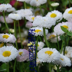 秘密花园简介 （东施效颦）