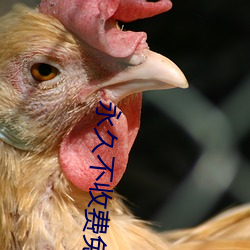 永久不收费免费看mv的软件