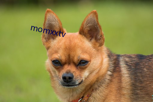 momxxtv