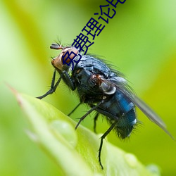 免费理论电线