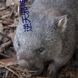 逆天邪神番外