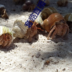 套路直(直)播(播)平(平)台