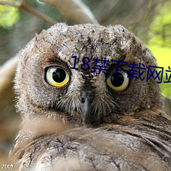 18禁下载网站