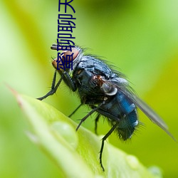蜜聊聊天(ti¨¡n)交友