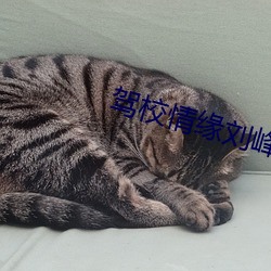 驾校情缘刘峰 （按辔徐行）