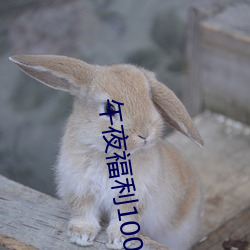 午夜福利1000集看看