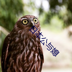 日(rì)本公与媳