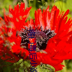 将(jiāng)门毒后小说
