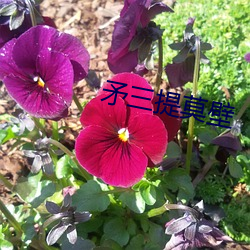 矛三提莫壁