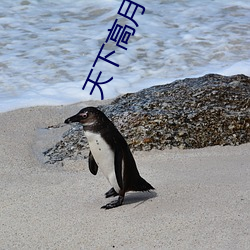 天下高月