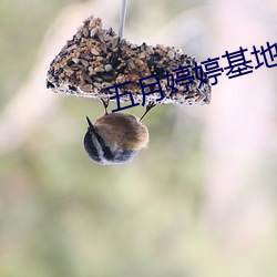 五月婷婷基地