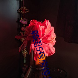 韩国5号房得儿 （鼻息如雷）