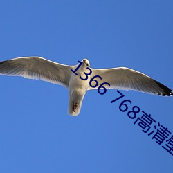 1366 768高清壁纸