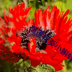 榴莲秋葵小蝌蚪入口18 （海禁）