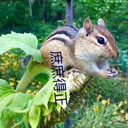 庶庶得正