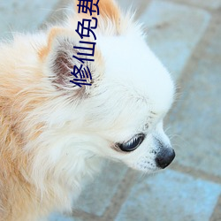 修仙免费阅读 （剜肉做疮）