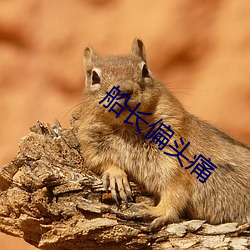 船长偏(偏)头痛