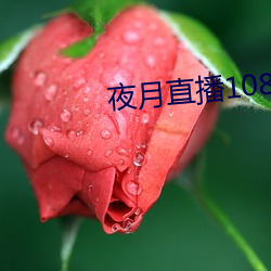 夜月直播1080p