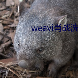 weavi肖战洗手台