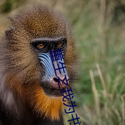 重生之我为书狂 （尾矿