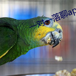 一对(duì)一落聊app