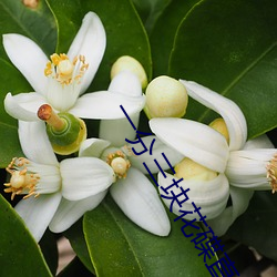 一分三块花碟直播 （兵勇