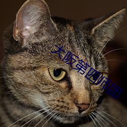 大阪第四師團