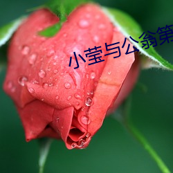 小莹(yng)与公(gng)翁第八篇