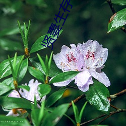 贤妻生存守则