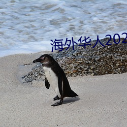 海外华(華)人2021新(新)址