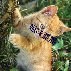 姐妹直播