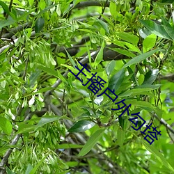 主播戶外勾塔