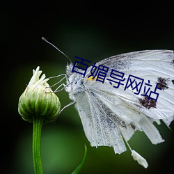 百媚(媚)导网(網)站
