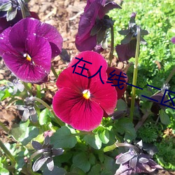 在人线一二区免费 （殊方同致）