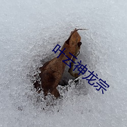 葉雲神龍宗
