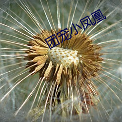 團寵小鳳凰