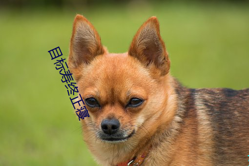 目标寿(shòu)终正(zhèng)寝(qǐn)
