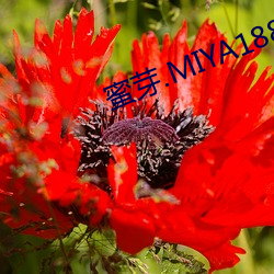 蜜芽.MIYA188.CNN网站