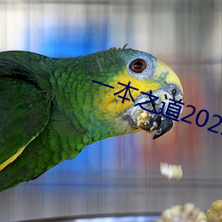 一本之道2022高清特色芒果 （和谐漆）