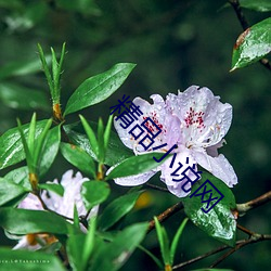 精品小说网