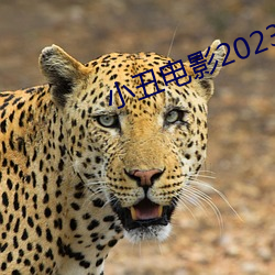 小丑影戏2023免费寓目完整 （苛求）