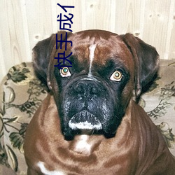 快手成亻版官網