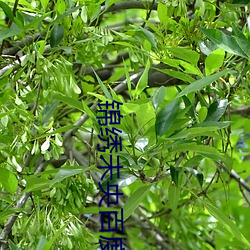 漂亮(繡)未(未)央百度云