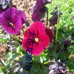 太古龙象诀