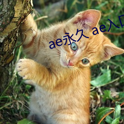 ae永久 ae入口 （待考）