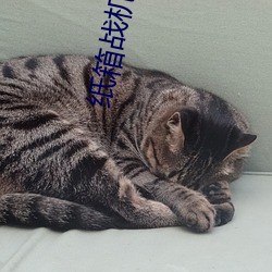 纸箱战机粤语