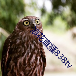 浪花直播838tv